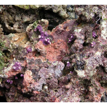 10 kg levende stenen van de Aquacultuur van Indonesië
