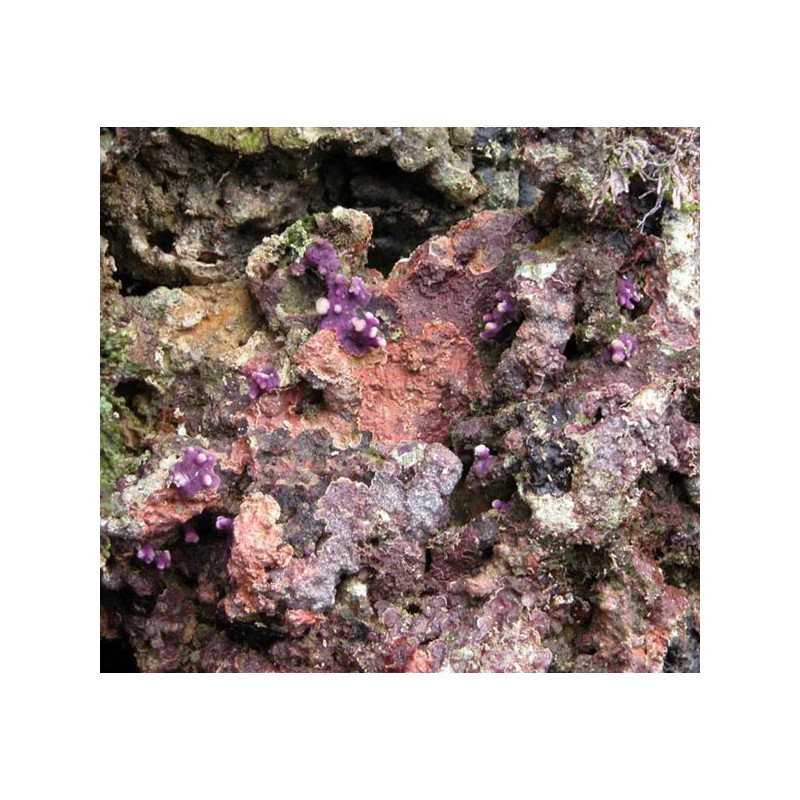 10 kg levende stenen van de Aquacultuur van Indonesië