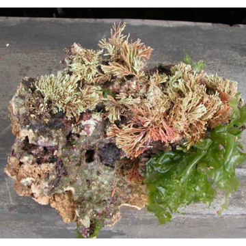 25kg de pierres vivantes d'Indonésie Premium 1ère Qualité