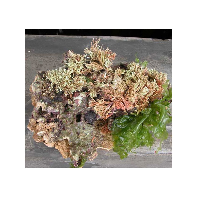 25kg de pierres vivantes d'Indonésie Premium 1ère Qualité