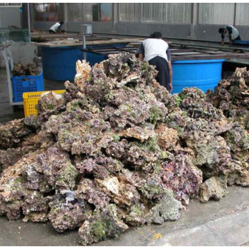 Indonesië Aquacultuurstenen verkocht op kilo