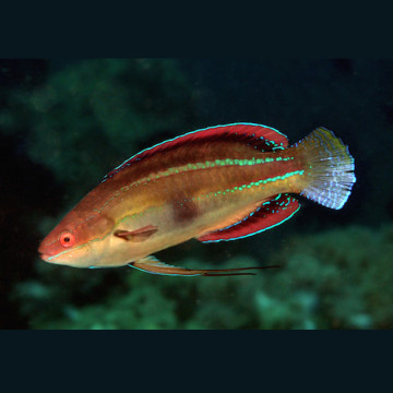 Cirrhilabrus Temminckii 7-10 cm