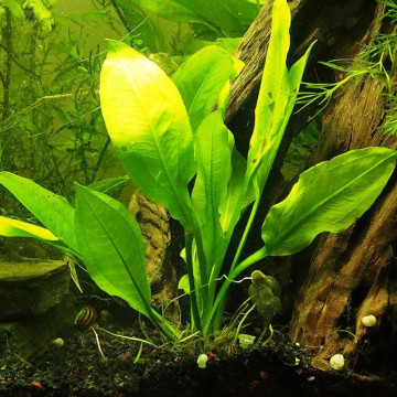 Echinodorus Amazonicus pied mère