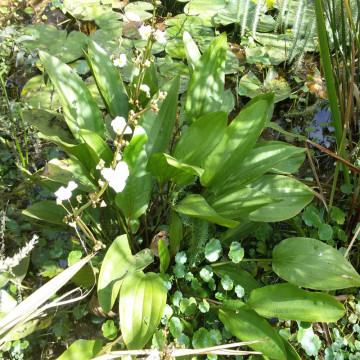 Echinodorus Argentinensis pied mère