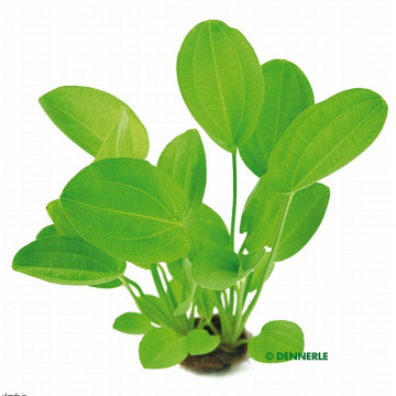 Echinodorus Cordifolius harbich,plante mère 