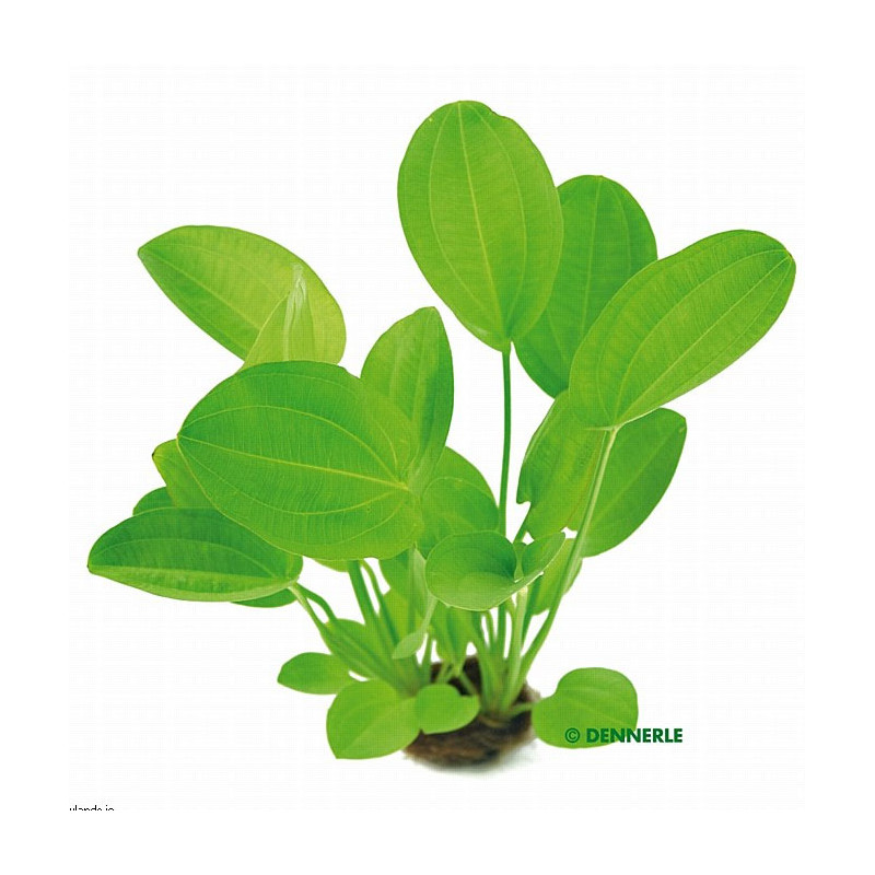 Echinodorus Cordifolius harbich,plante mère 