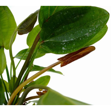 Echinodorus Cordifolius harbich,plante mère 
