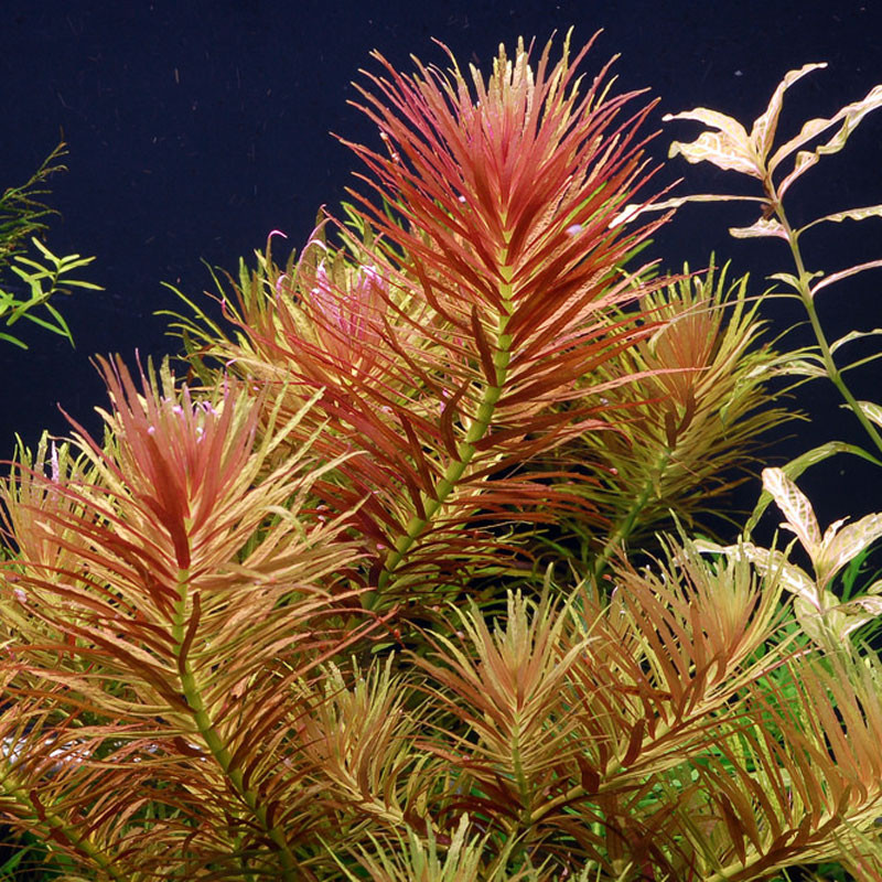 Limnophila aromatica