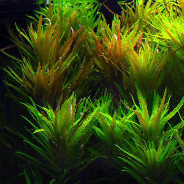 Limnophila aromatica