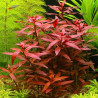 Ludwigia Perennis
