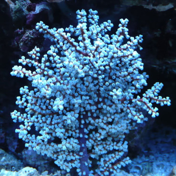 Anthogorgia SP Blue Sea Fan - Acalycigorgia - Rood en blauw Gorgon 12-15 cm