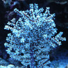Anthogorgia sp blue sea fan - Acalycigorgia - Gorgone rouge et bleue 12-15 cm