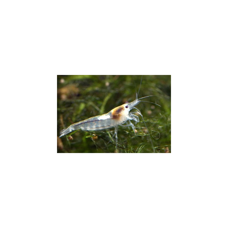 Neocaridina zhangjiajiensis  - Crevette Snow Ball *