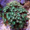 Alveopora gigas vert branchu 