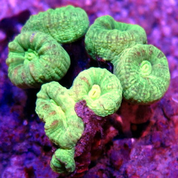 Caulastrea curvata vert métalique (6-8 polypes)