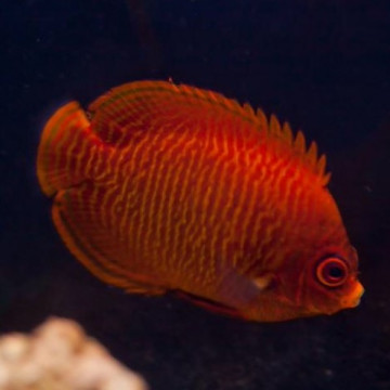 Centropyge Aurantius : 6-7  cm  superbes