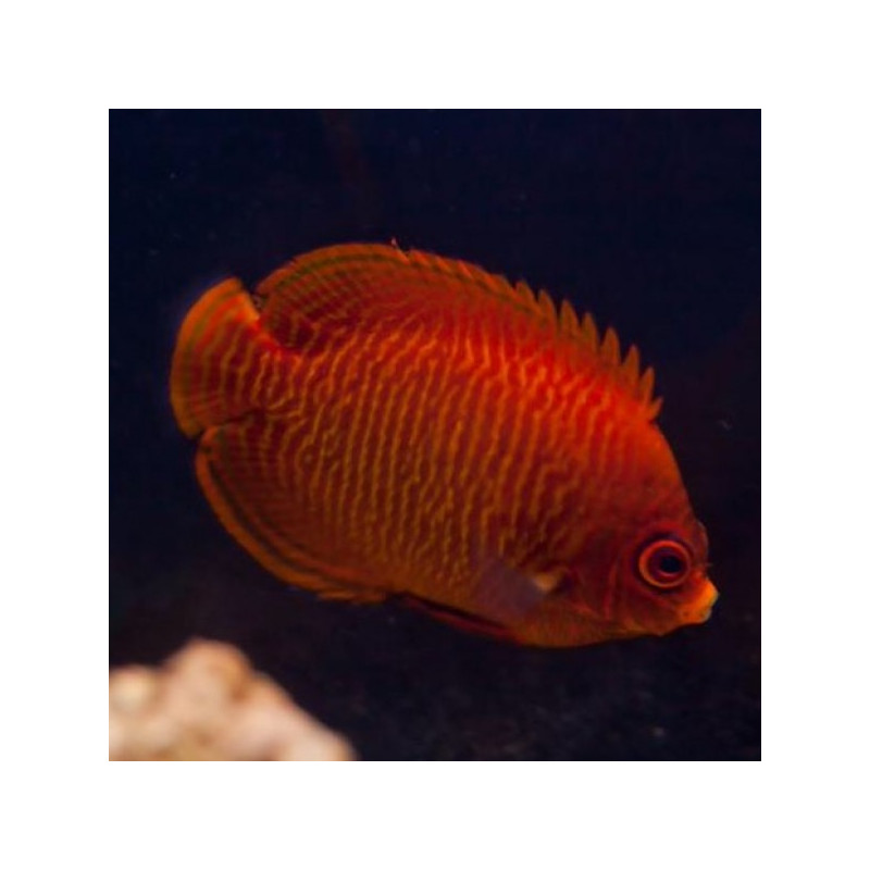 Centropyge Aurantia : 2-3 cm Centropyge Aurantia : 2-3 cm