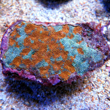 Goniastre oranje en groene klasse 4-7 cm
