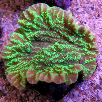 Merulina ampliata vert fluo culture Indo superbes 6-8 cm