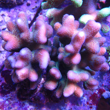 Acropora Strawberry shortcake (sauvage Australie)