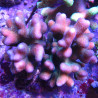 Acropora Strawberry shortcake (sauvage Australie)