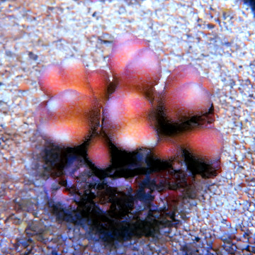 Acropora Strawberry shortcake (sauvage Australie)