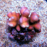 Acropora Strawberry shortcake (sauvage Australie)
