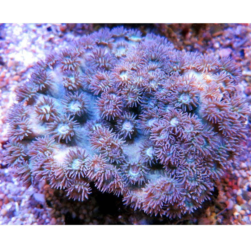 Turbinaria peltata 7-10 cm