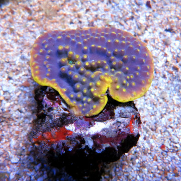 Turbinaria reniformis mauve a polypes jaunes 10 cm