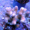 Acropora Strawberry shortcake (sauvage Australie)