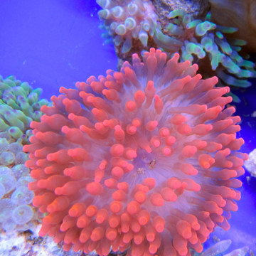 Entacmea quadricolor - anémone à tentacules rondes rouge  (8-10 cm deployée)