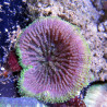 Anémone carpette naine-Stichodactyla tapetum colorés
