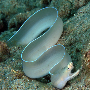 Pseudechidna brummeri 30-50 cm