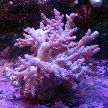 Capnella sp.-commun corail choux fleur 8-12cm