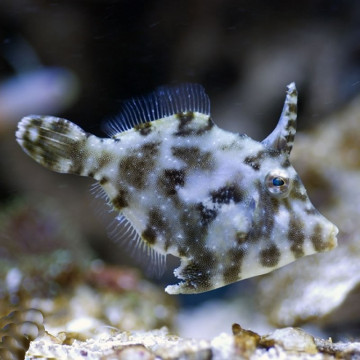 Acreichtys tomentosus 5-8 cm