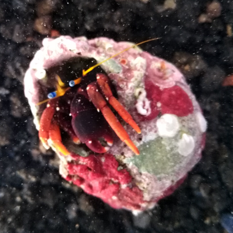 Calcinus tibicen  Calcinus tibicen