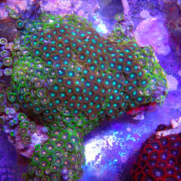 Zoanthus vert et orange 10-15 cm