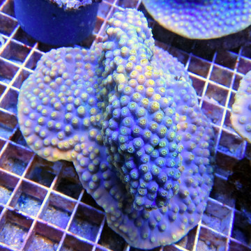 Turbinaria reniformis mauve a polypes jaunes 10 cm