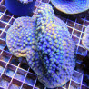 Turbinaria reniformis mauve a polypes jaunes 10 cm