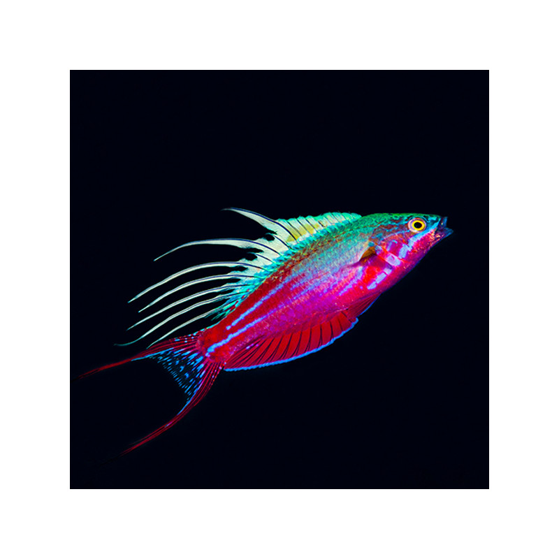 Paracheilinus cyaneus 4-7 cm 47,50 €