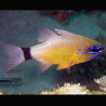 Apogon aureus 2-5 cm