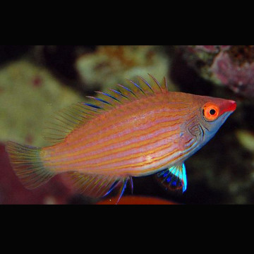 Pseudocheilinops ataenia 2-3 cm