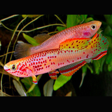 Fundulopanchax gardneri Gold koppel