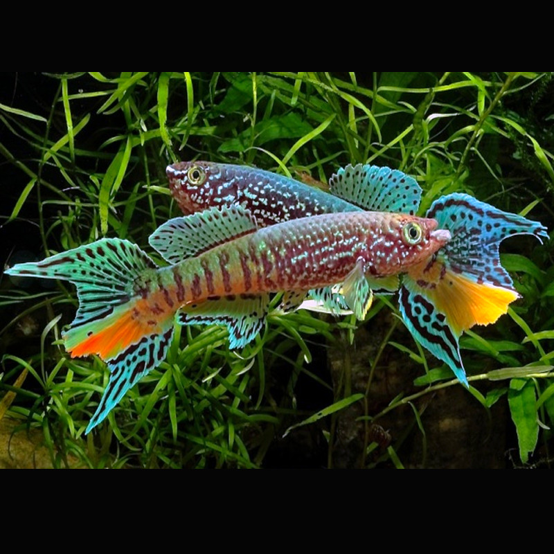 Fundulopanchax sjostedti  koppel 6-7cm