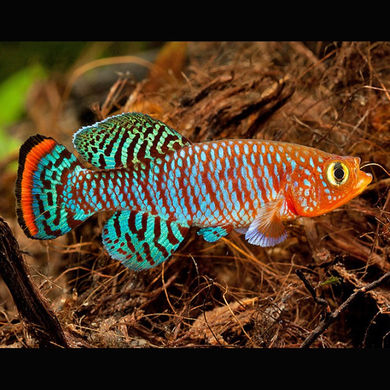 Nothobranchius Rachovi koppel 3-4cm