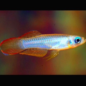 Poropanchax normani XXL- Yeux bleu lot de 5