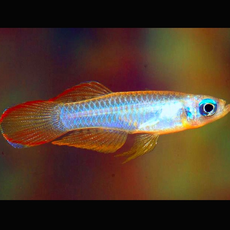 Poropanchax normani XXL- Yeux bleu lot de 5