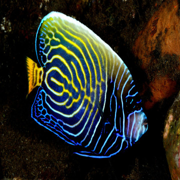 Pomacanthus Imperator sub-adulte : 10-12 cm