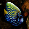 Pomacanthus Imperator sub-adulte : 10-12 cm