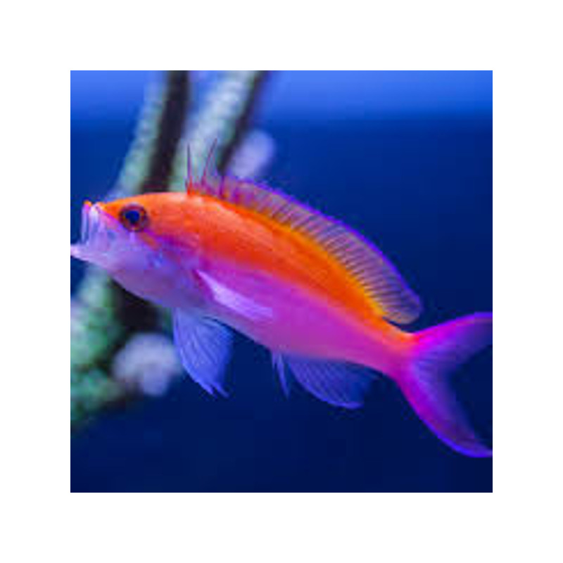 Pseudanthias Bicolor 7-9 cm